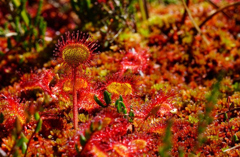 Organic Spices and Herbs